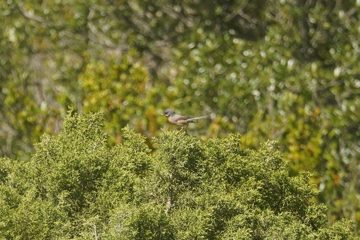 Western Subalpine Warbler - ML635963206