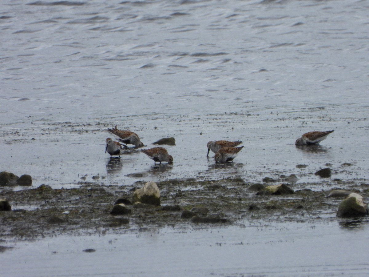 jespák obecný - ML635963217