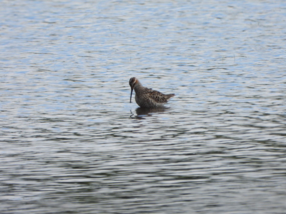 jespák dlouhonohý - ML635963253