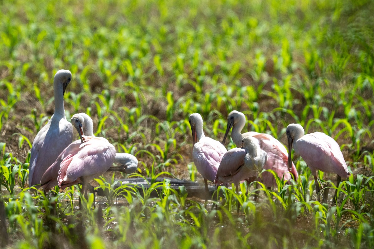 Roseate Spoonbill - ML635963276