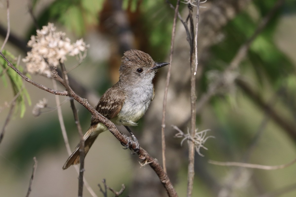 Nutting's/Salvadoran Flycatcher - ML635963286