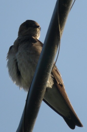 Northern Rough-winged Swallow - ML635963401