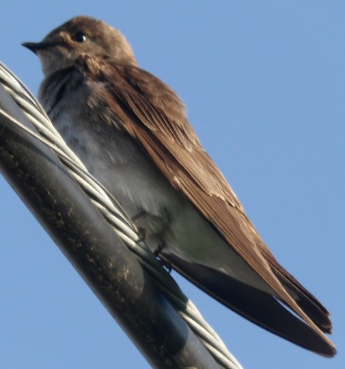 Northern Rough-winged Swallow - ML635963402