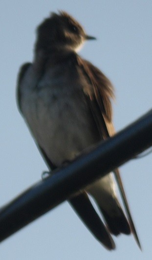 Northern Rough-winged Swallow - ML635963403