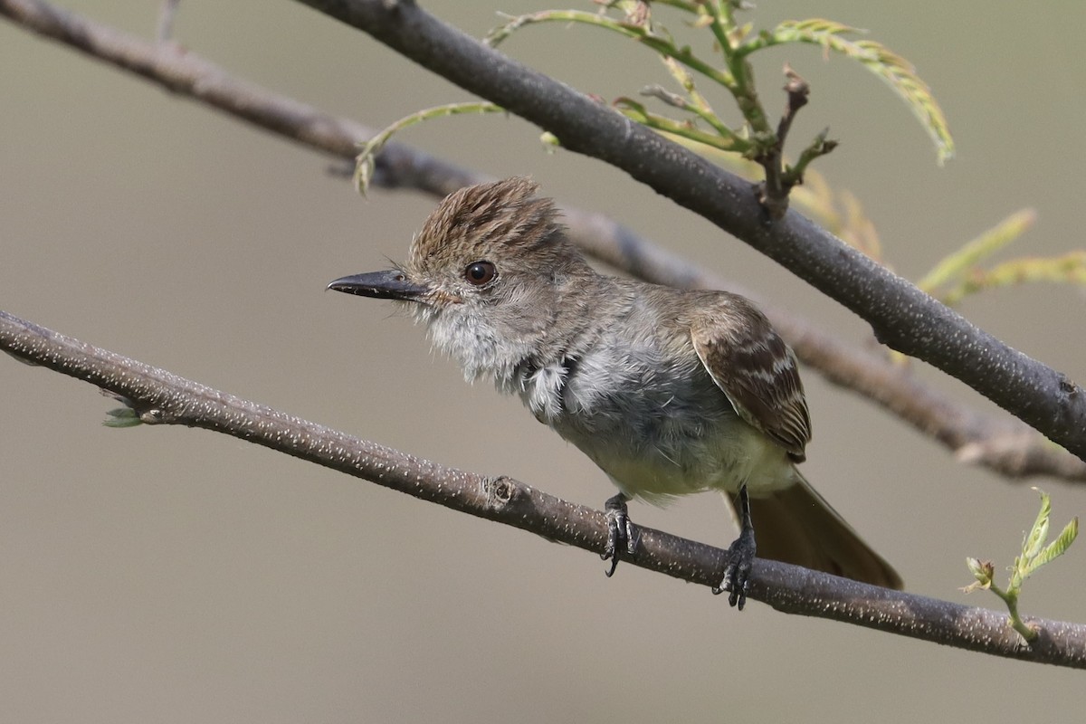 Nutting's/Salvadoran Flycatcher - ML635963507