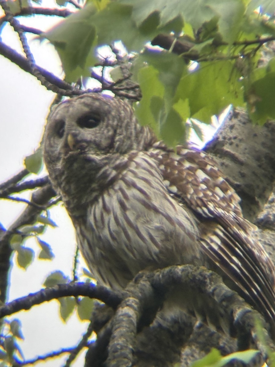 Barred Owl - ML635963514