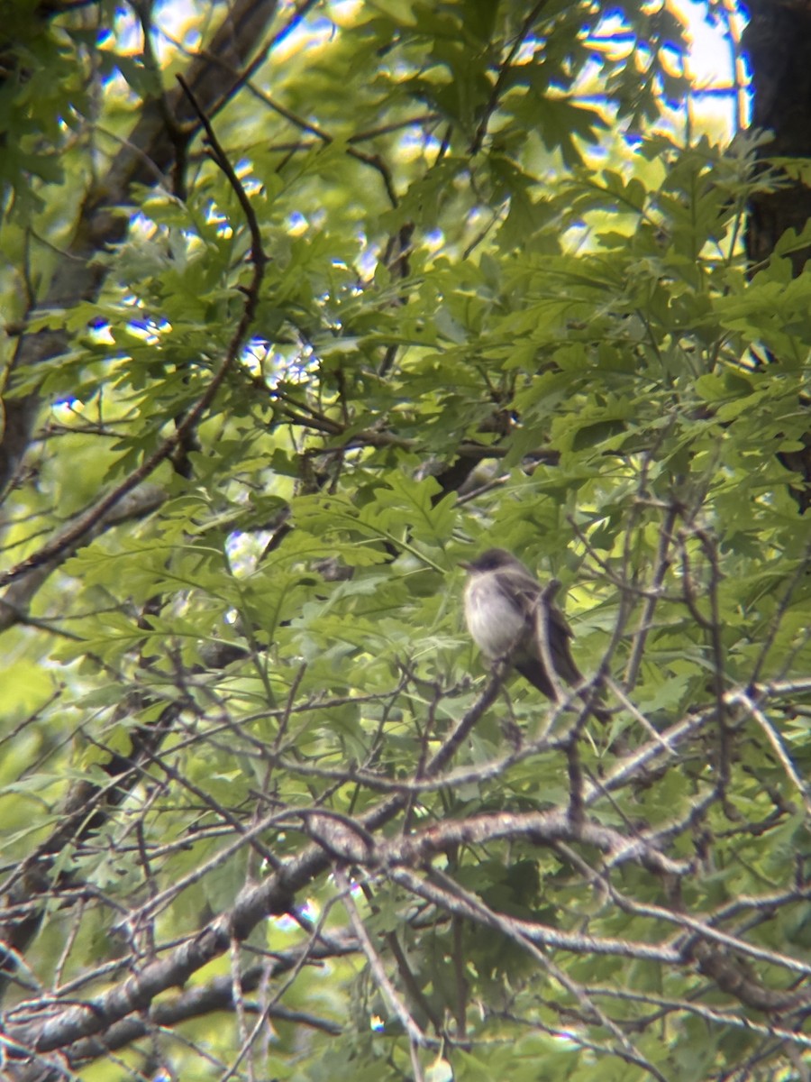 Eastern Wood-Pewee - ML635963525