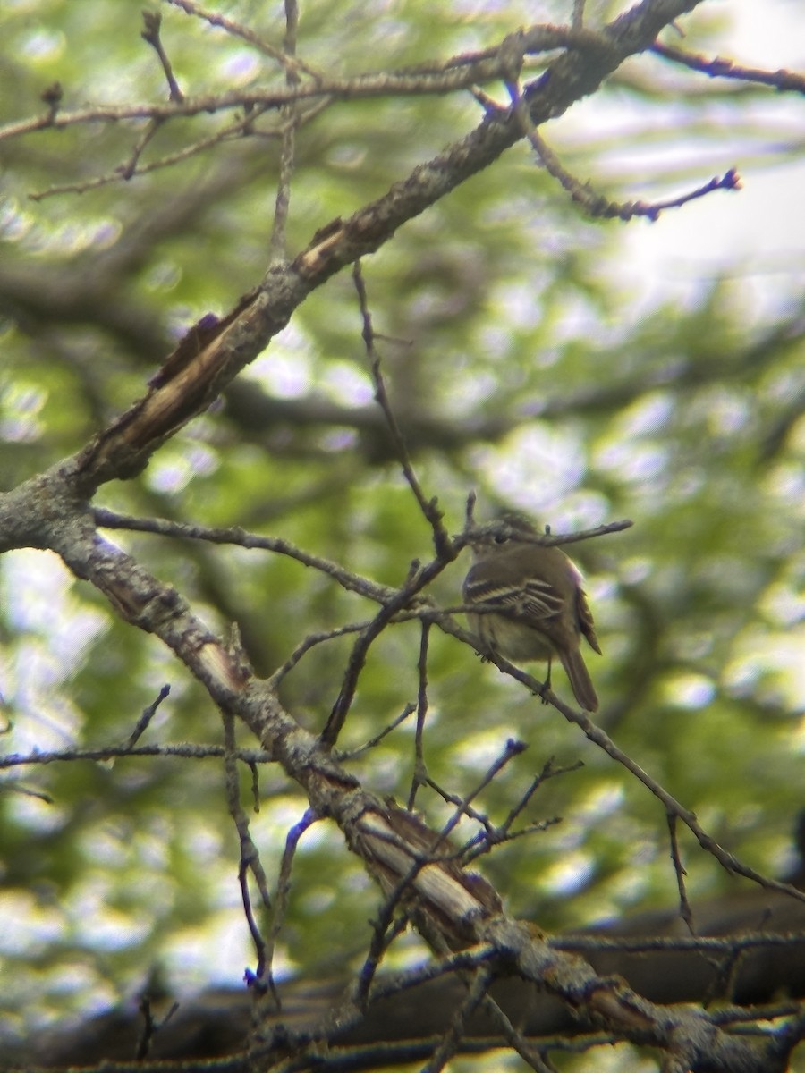 Least Flycatcher - ML635963549