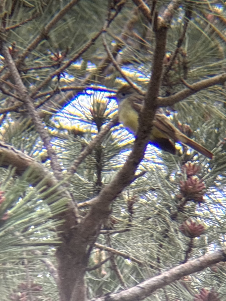 Great Crested Flycatcher - ML635963561