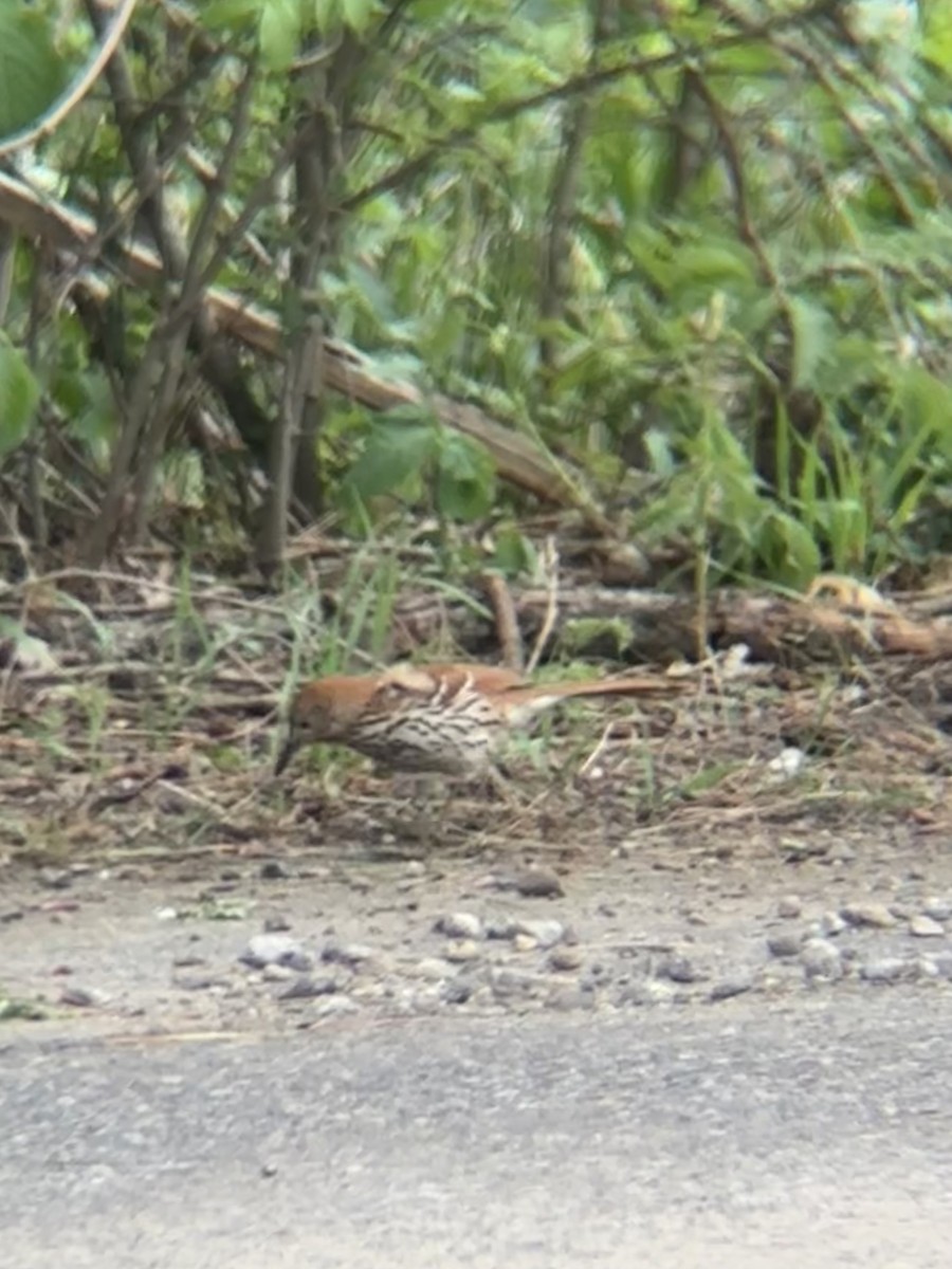 Brown Thrasher - ML635963598