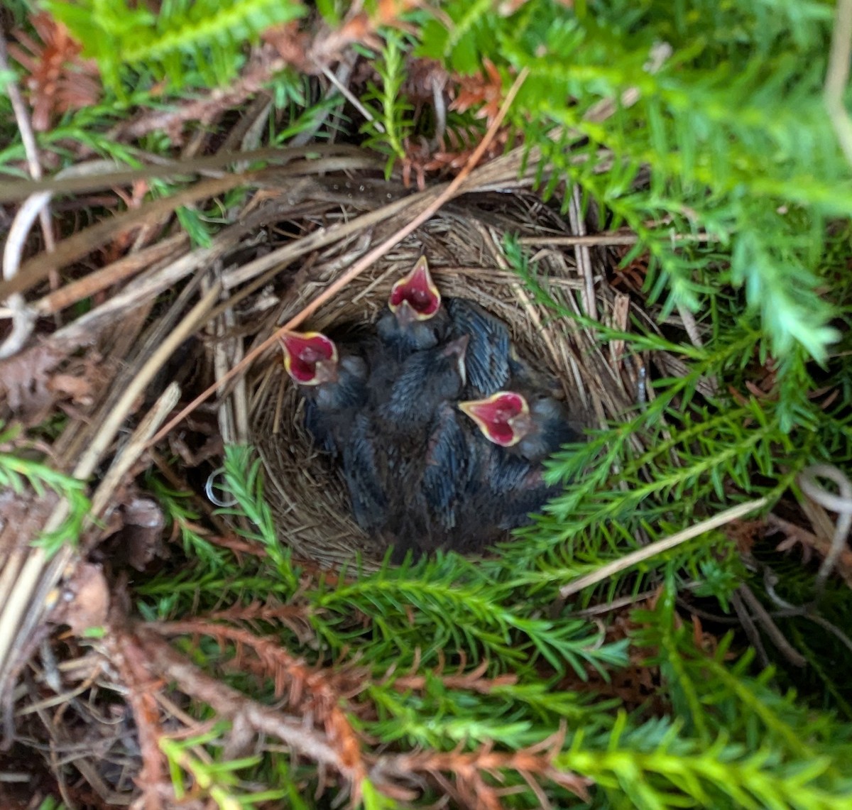 Song Sparrow (melodia/atlantica) - ML635963599