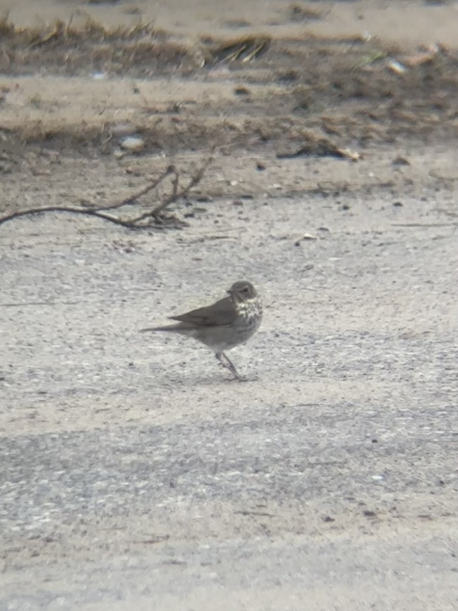 Swainson's Thrush - ML635963620