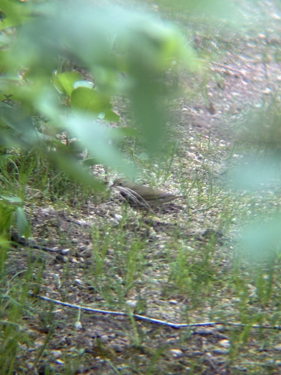 Ovenbird - ML635963653