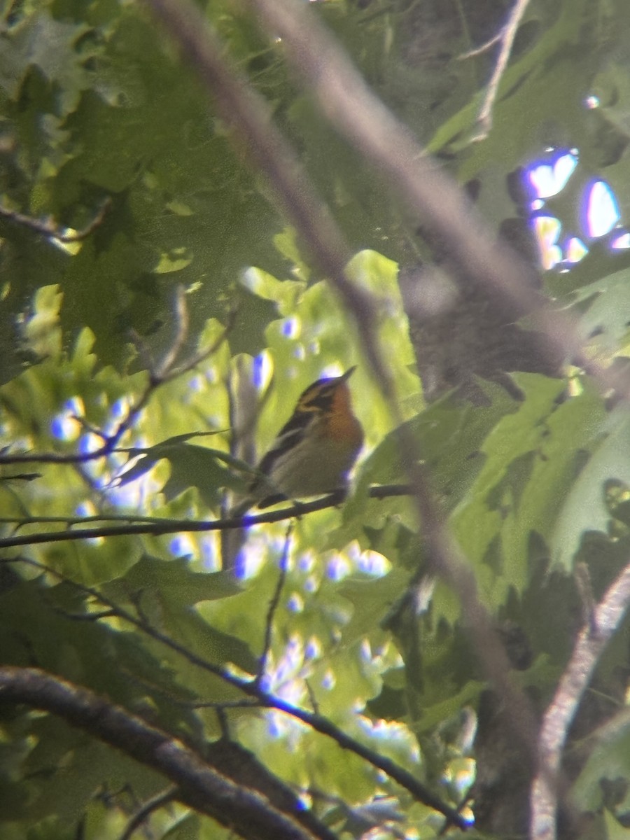 Blackburnian Warbler - ML635963684