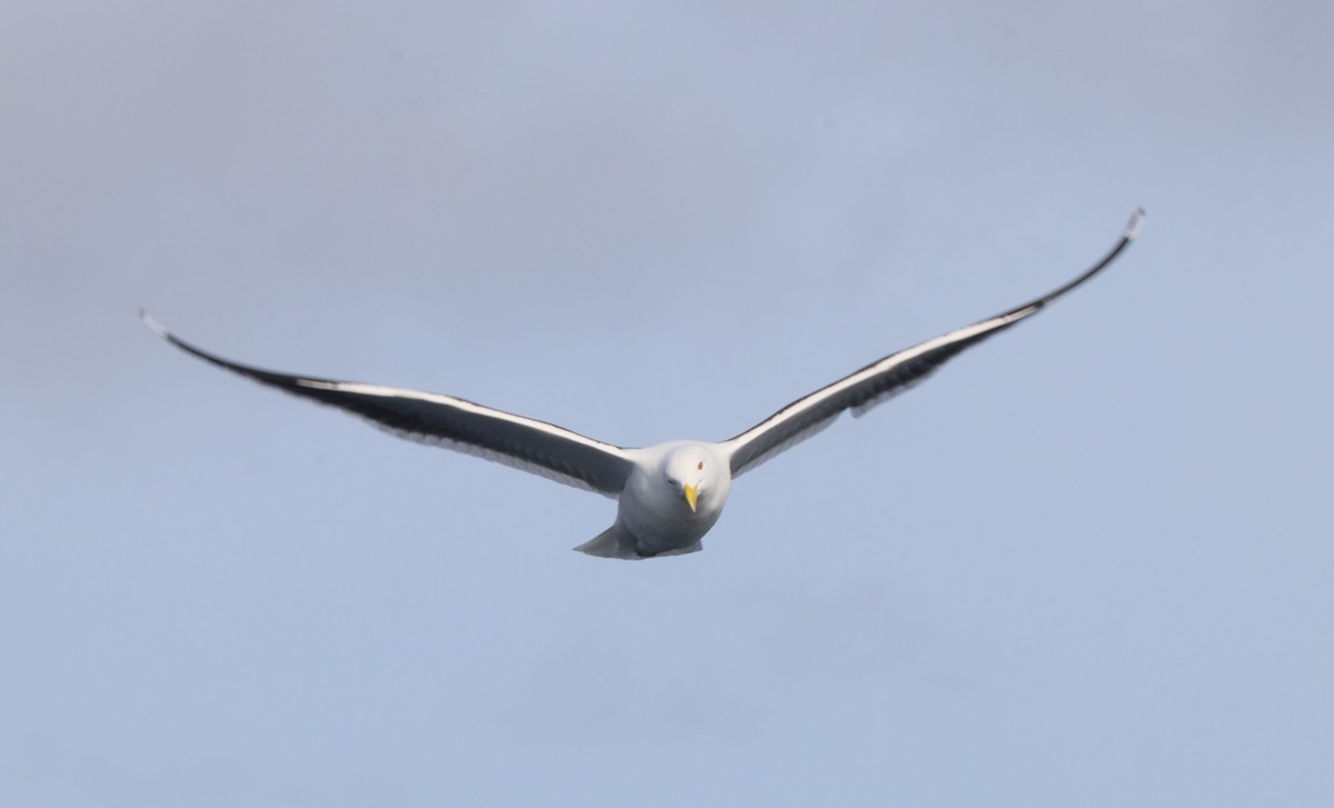 Kelp Gull - ML635963706