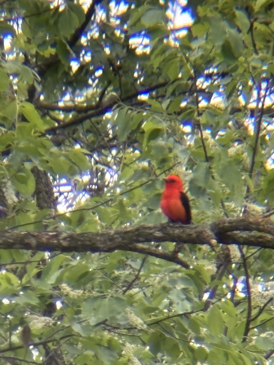 Scarlet Tanager - ML635963730