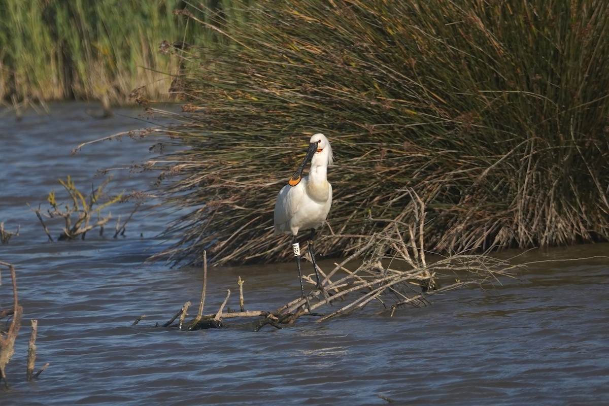 Black-winged Stilt - ML635963734