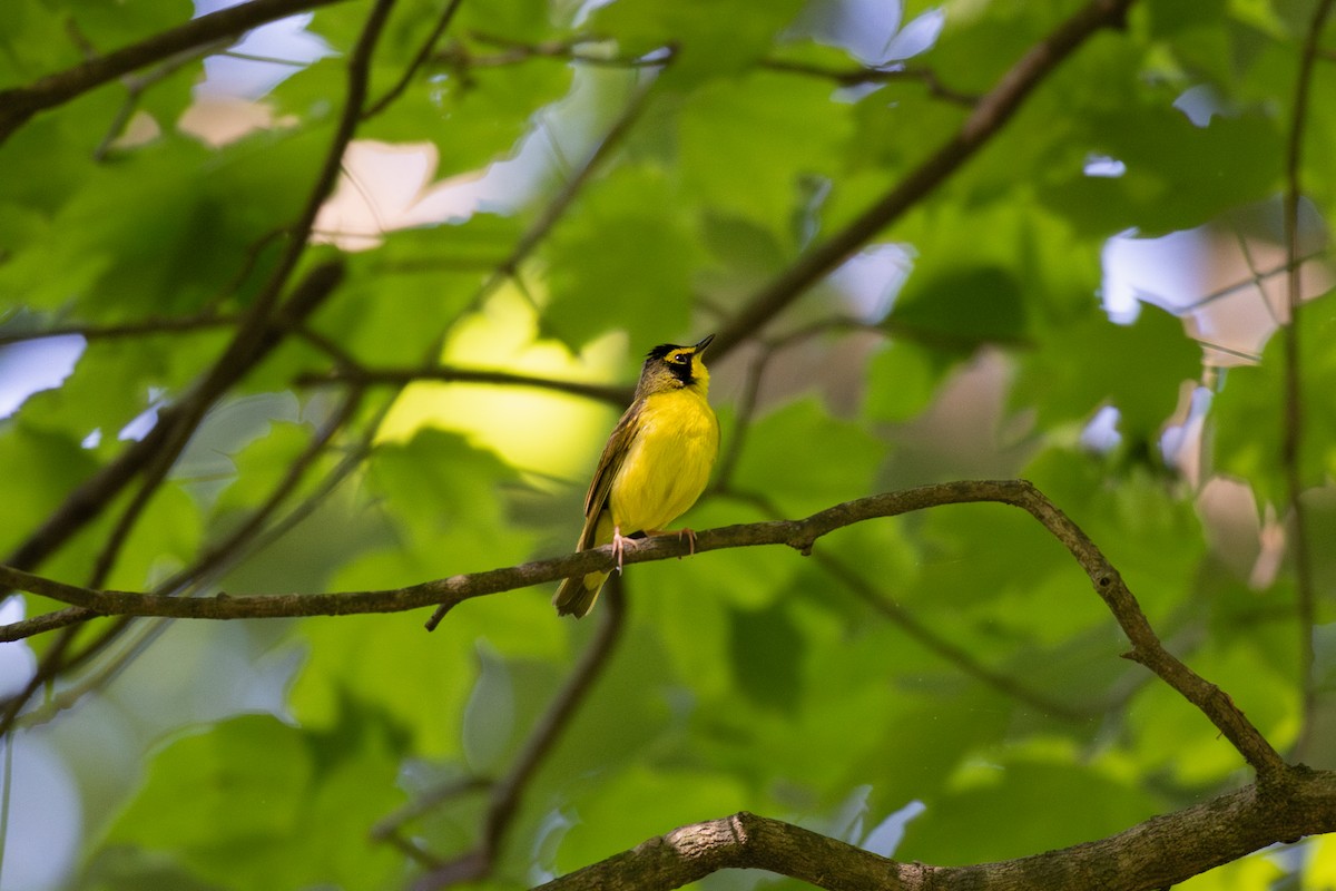 Kentucky Warbler - ML635963813