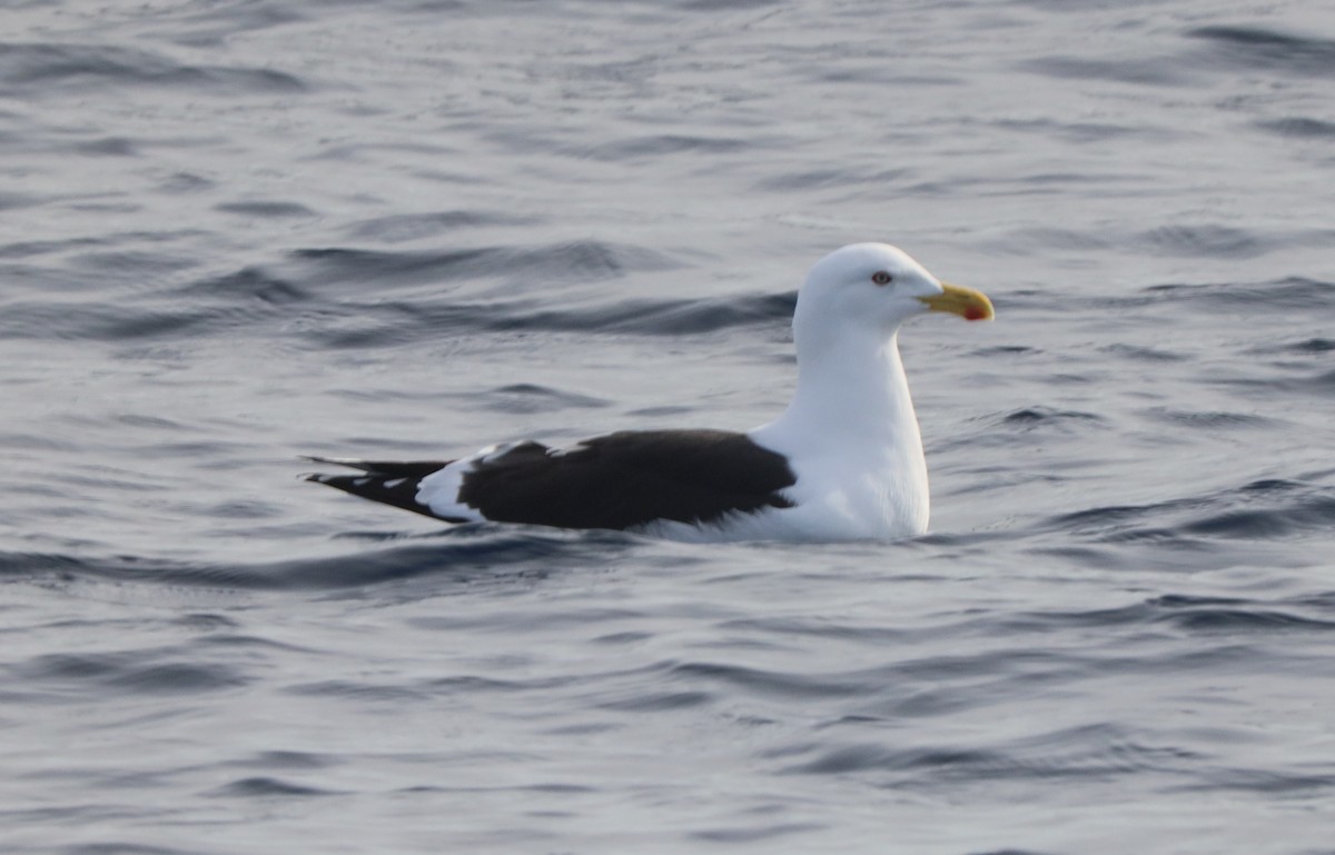 Kelp Gull - ML635963820