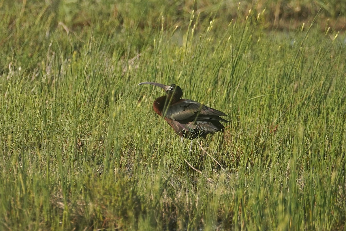 Glossy Ibis - ML635963862