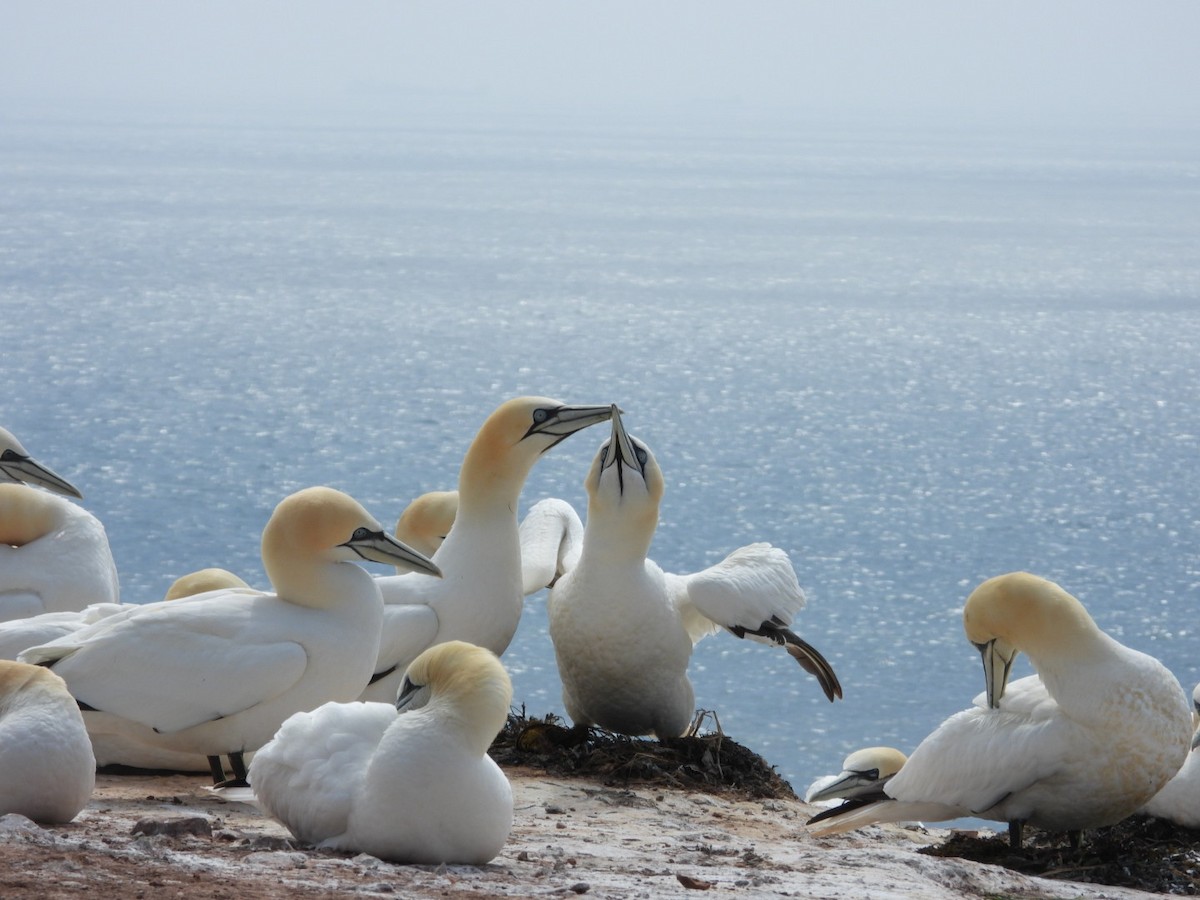Northern Gannet - ML635963931