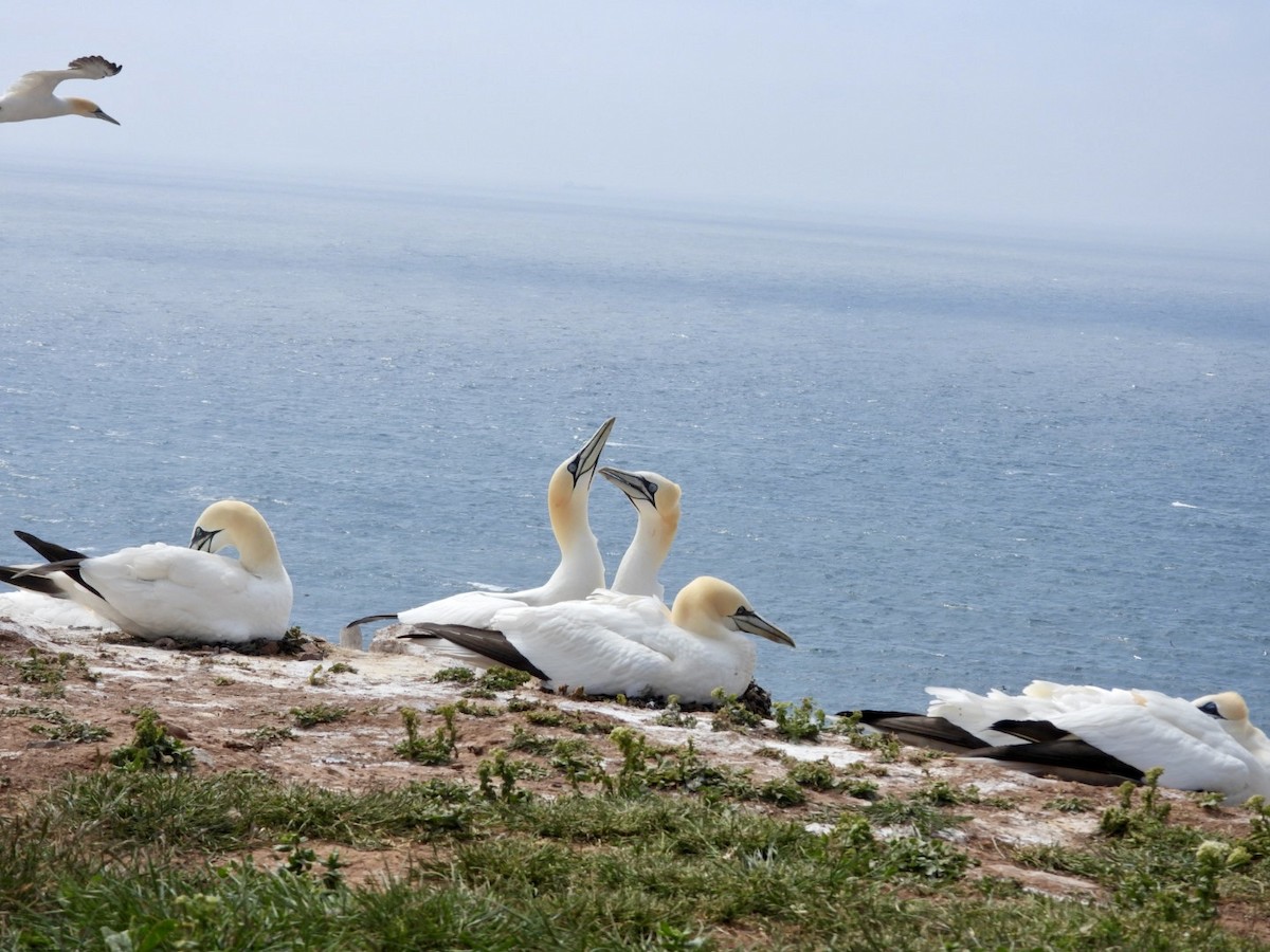 Northern Gannet - ML635963933