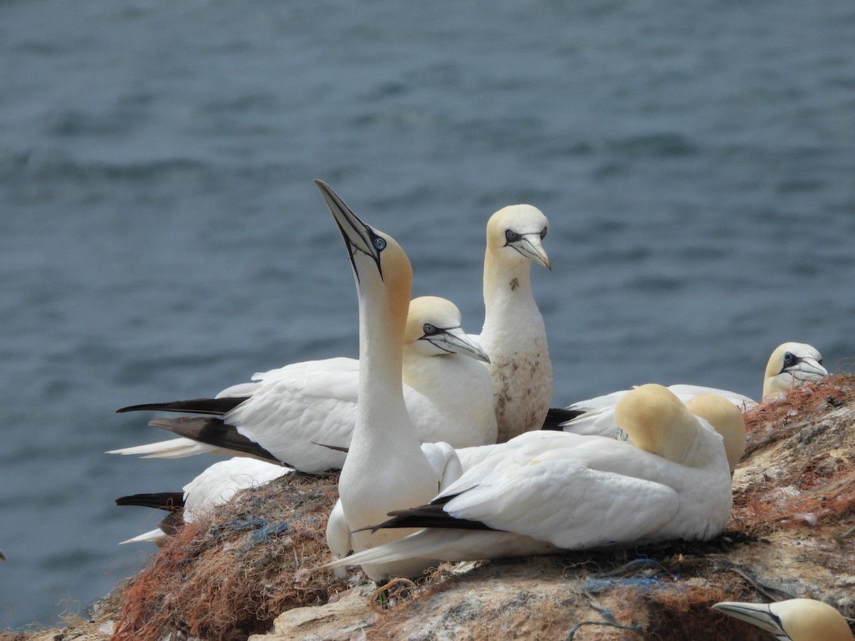 Northern Gannet - ML635963934
