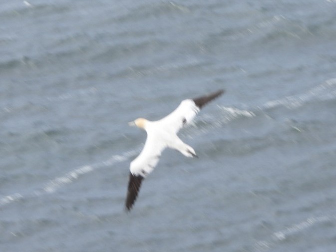 Northern Gannet - ML635963935