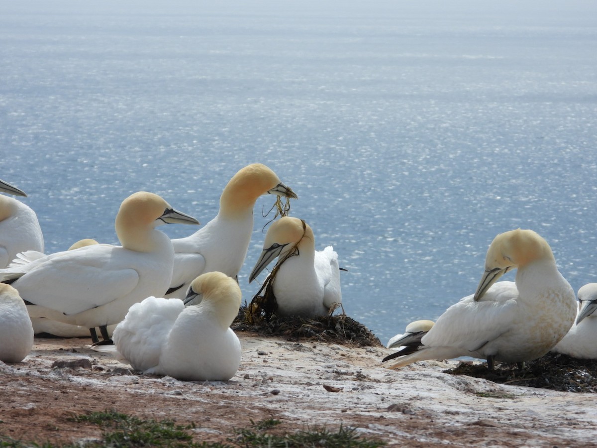 Northern Gannet - ML635963936