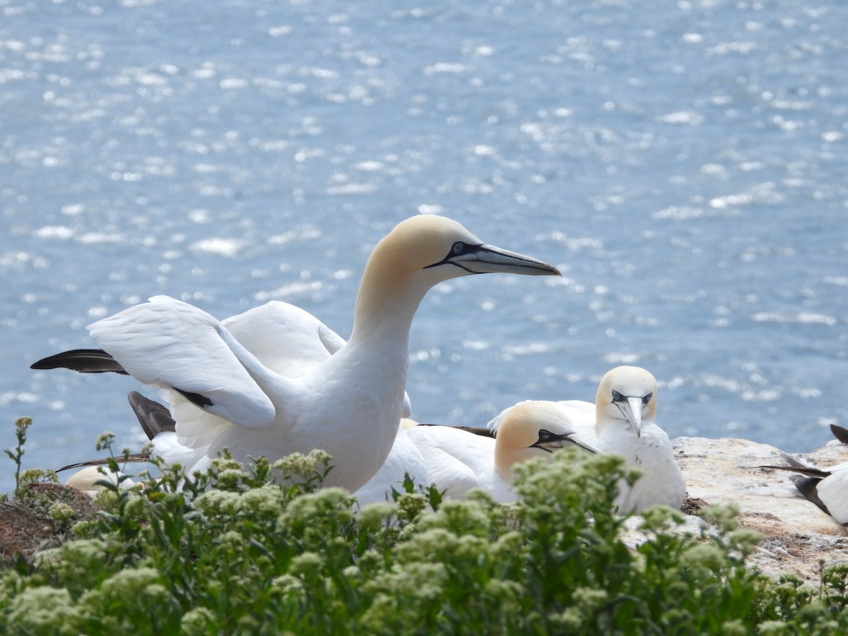 Northern Gannet - ML635963940