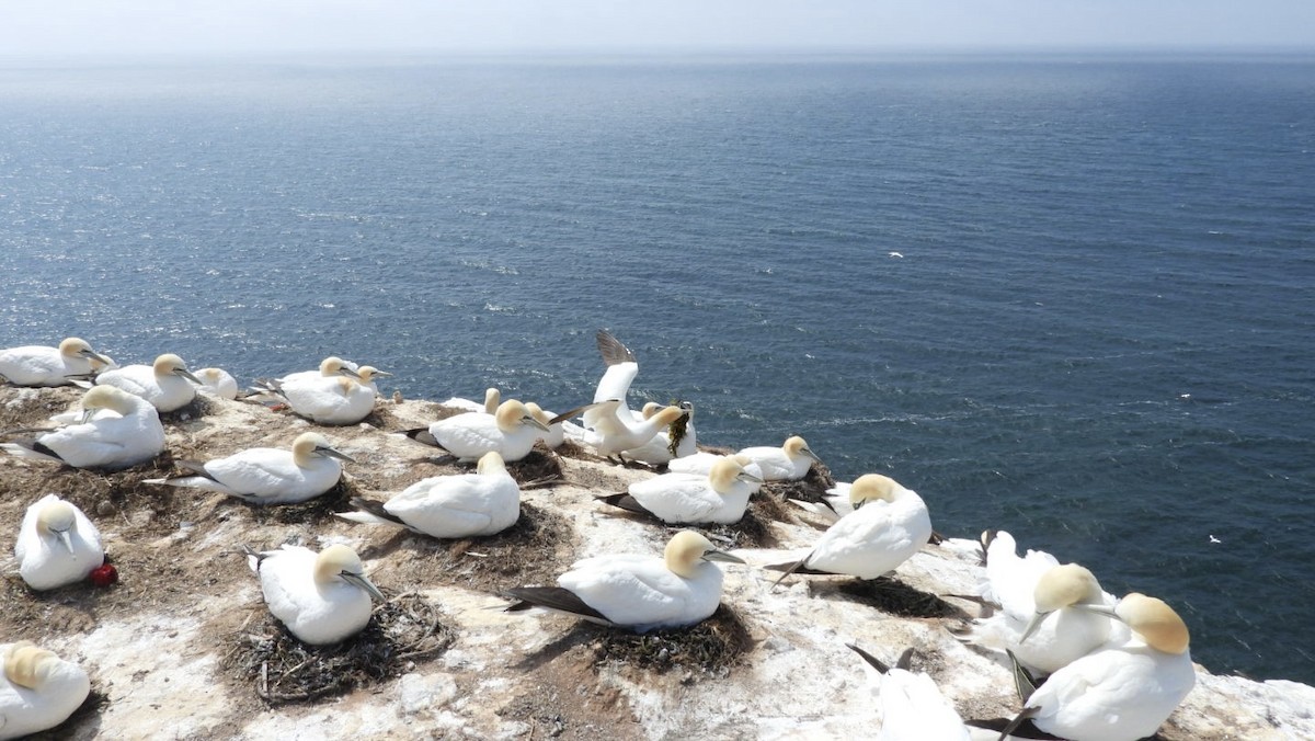 Northern Gannet - ML635963942