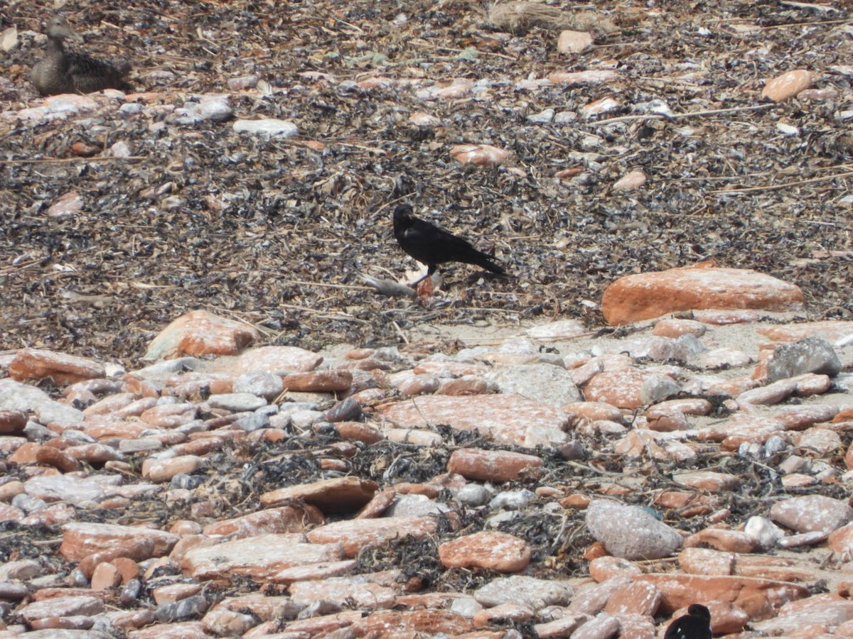 Carrion Crow - ML635963981