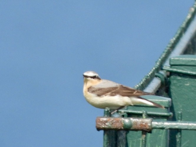 Northern Wheatear - ML635963993