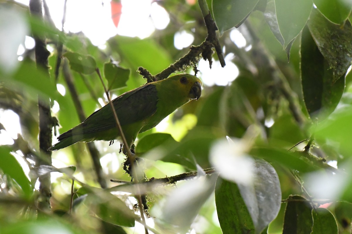 Spot-winged Parrotlet - ML635964101
