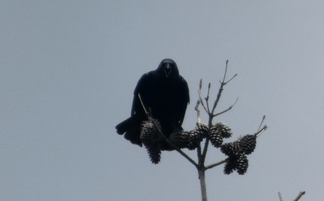 American Crow - ML635964203