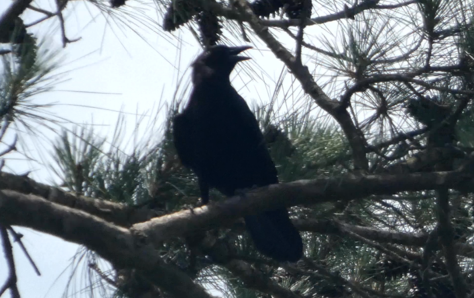 American Crow - ML635964218