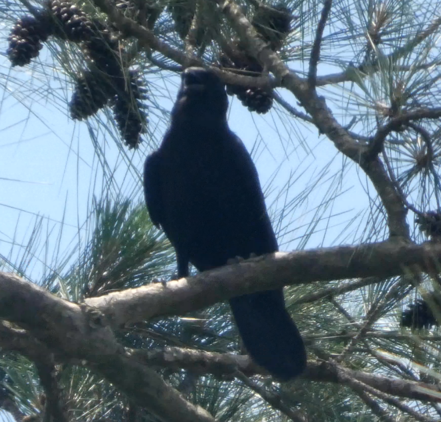 American Crow - ML635964234