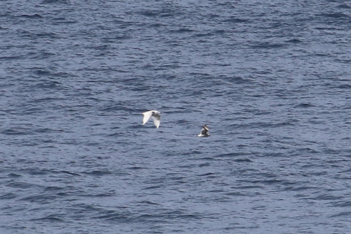Glaucous-winged Gull - ML635964236