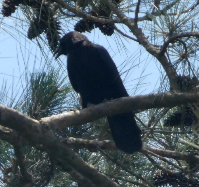 American Crow - ML635964253