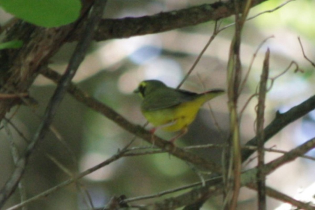 Kentucky Warbler - ML635964336