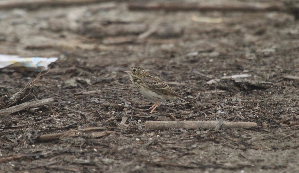 Peruvian Pipit - ML635964357