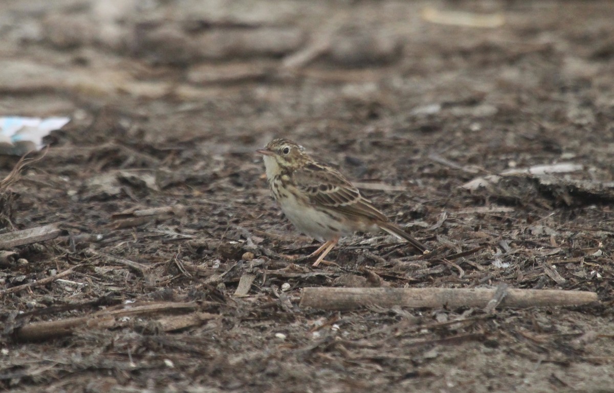 Peruvian Pipit - ML635964358