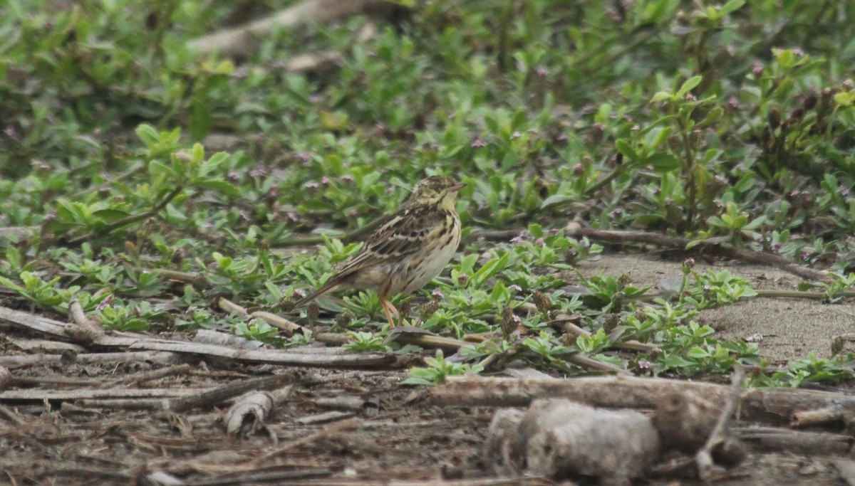 Peruvian Pipit - ML635964360