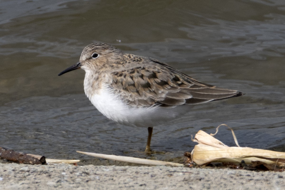 Temminck's Stint - ML635964447