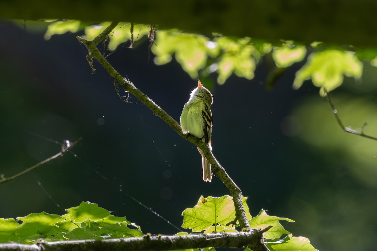 Acadian Flycatcher - ML635964733