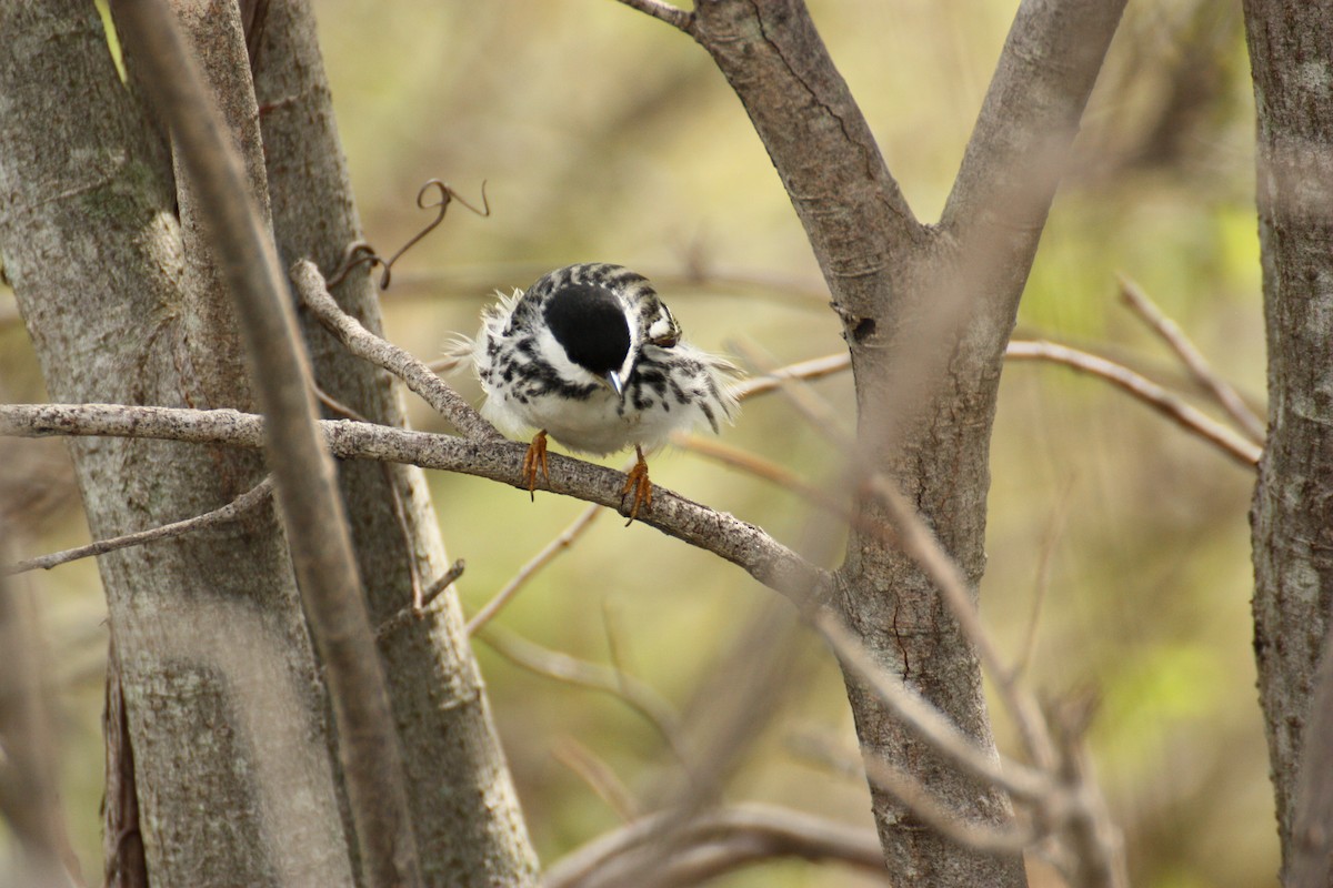 Blackpoll Warbler - ML635964851