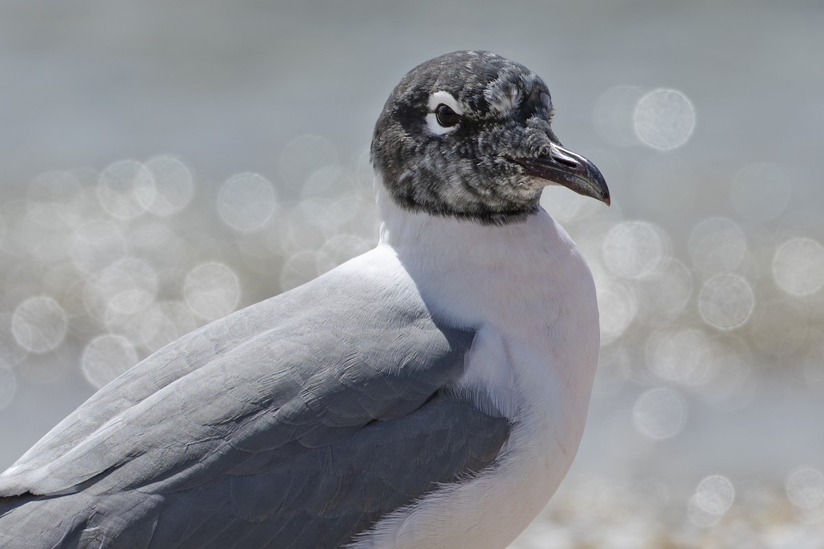 Franklin's Gull - ML635964903