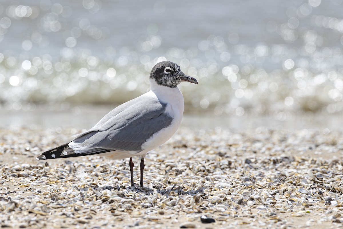 Franklin's Gull - ML635964907