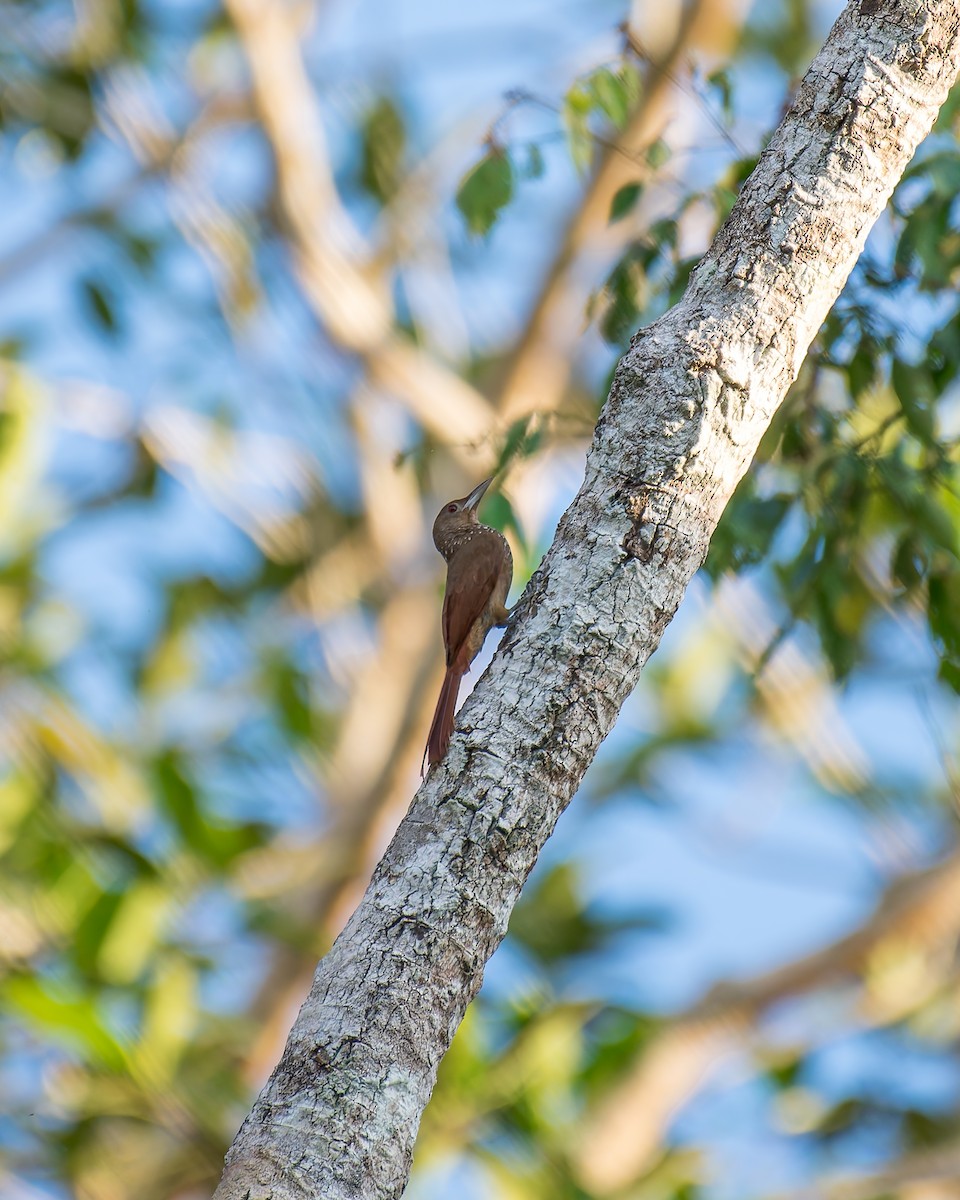 Cinnamon-throated Woodcreeper - ML635965218