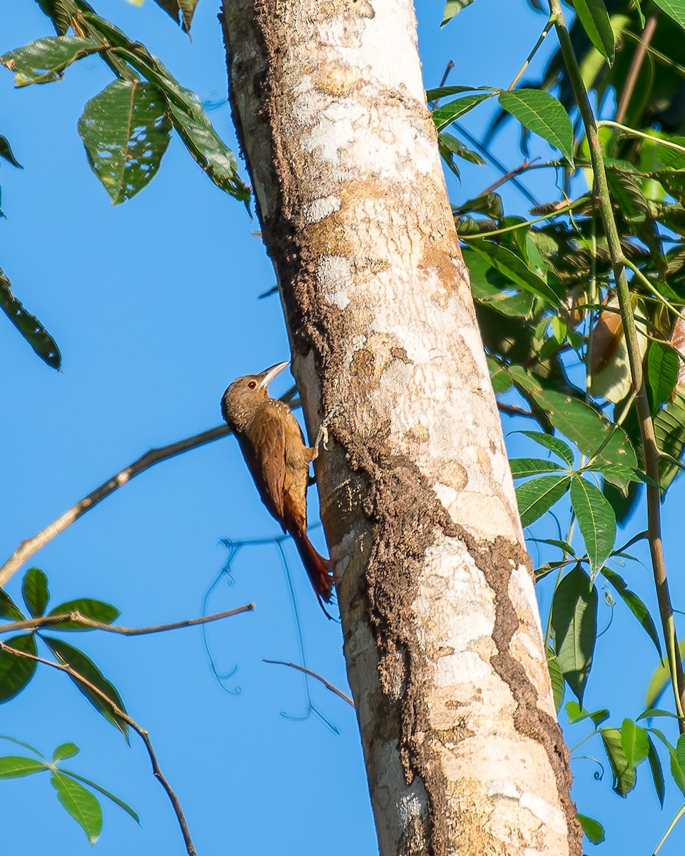 Cinnamon-throated Woodcreeper - ML635965219
